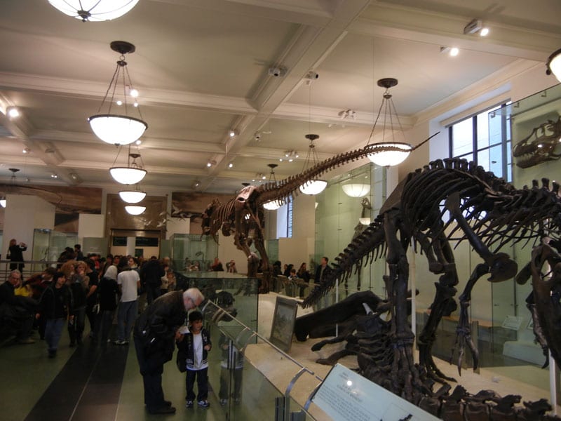 Daniel, sounding like every child within earshot:  "I wanna see the dinosaurs!"