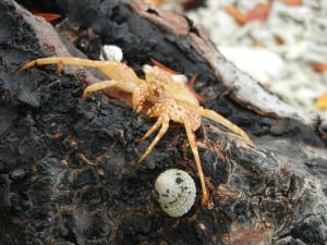 Crab Shell at Roatan Island