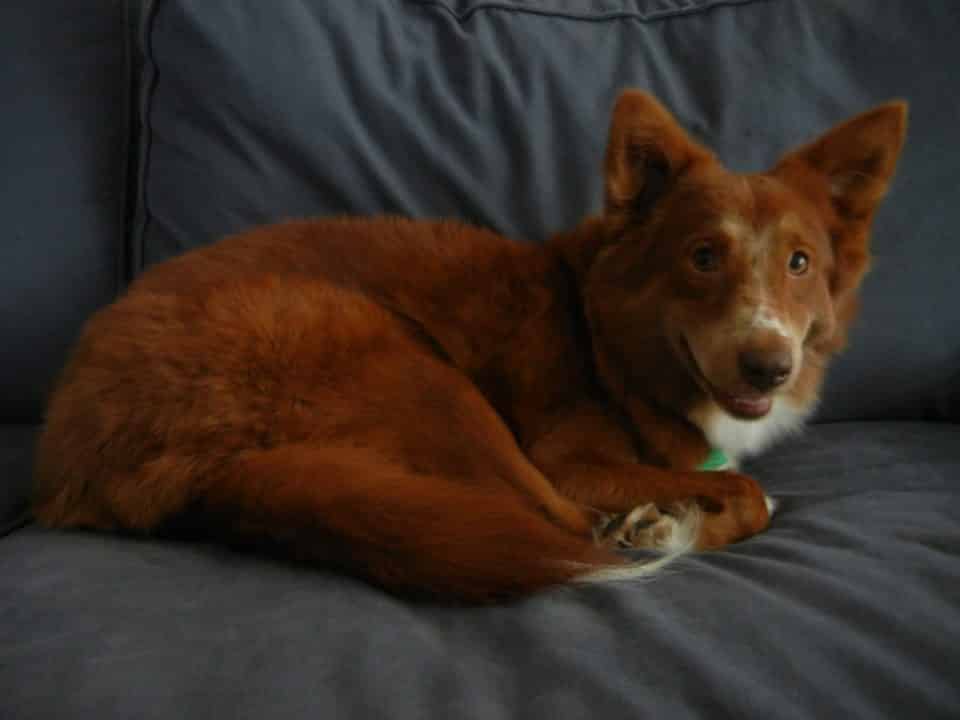 Ginger on the couch