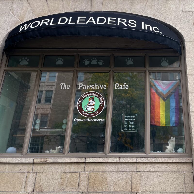 A storefront window for a business called The Pawsitive Cafe in Rochester, NY. There is a progress pride flag in the window, lots of paw prints, and two cats standing in the window looking toward the camera.