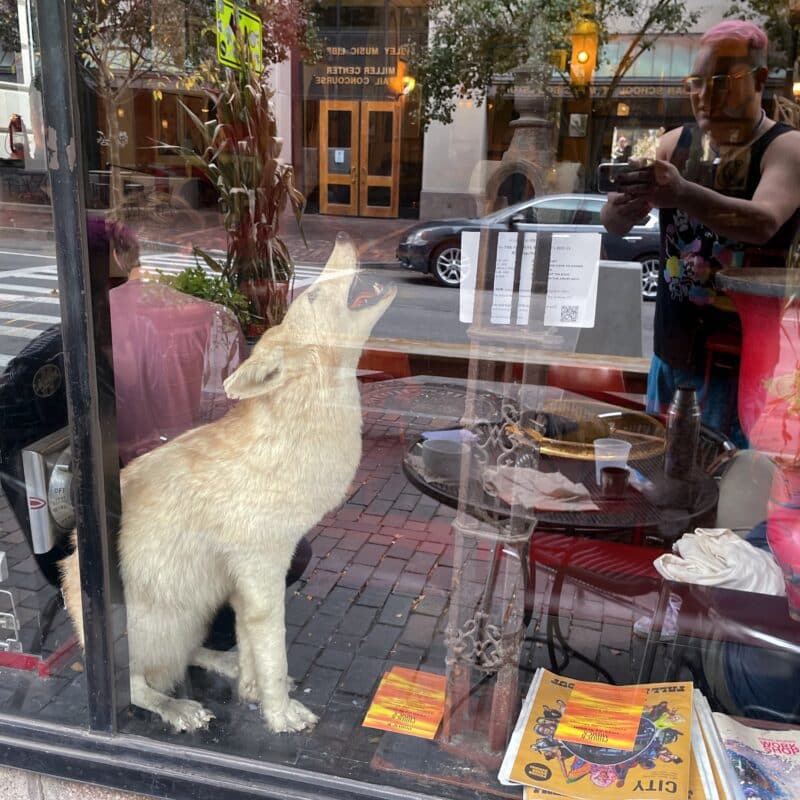 A taxidermied coyote looking up with it's mouth open in the window of a cafe. You can see david taking the photo in the reflection of the window.