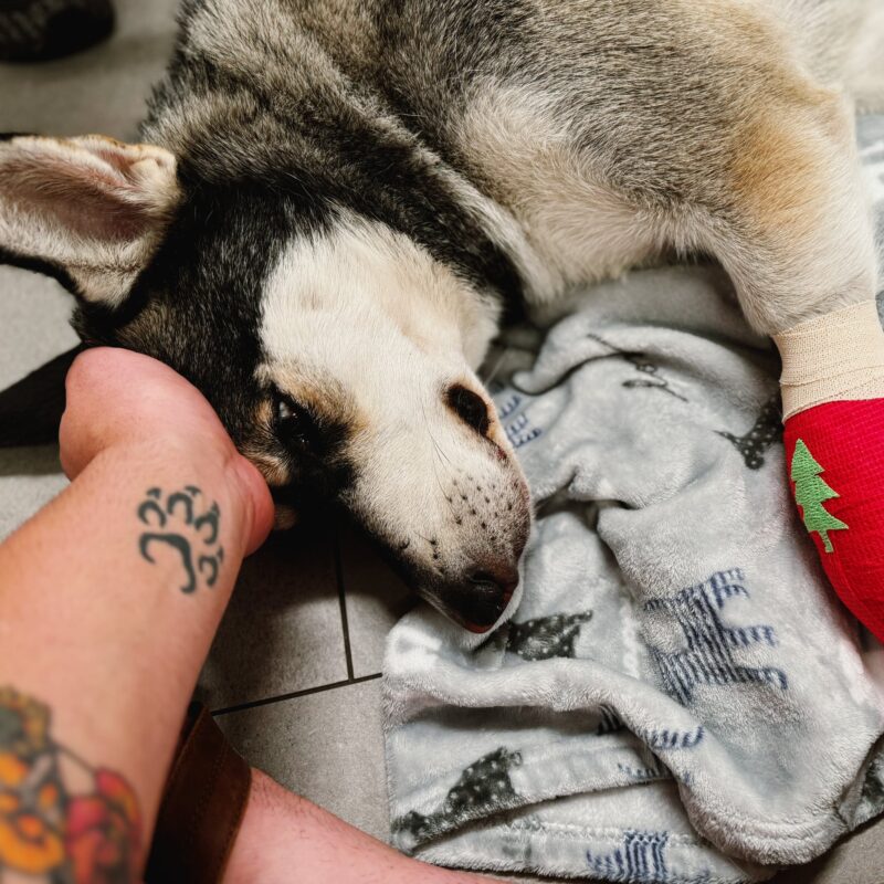 A husky lying on a dog themed blanket with a red bandage with green christmas tress on it. A hand with a wolf paw tattoo and flower tattoo is holding her head.