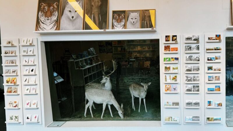 The image shows a storefront display with a central glass window featuring a diorama of three taxidermy deer in a natural habitat setting. Surrounding the window, there are shelves with various postcards on both sides, displaying animal and scenery illustrations. Above the window, four large framed animal portraits are visible, including a tiger and a wolf. Inside the