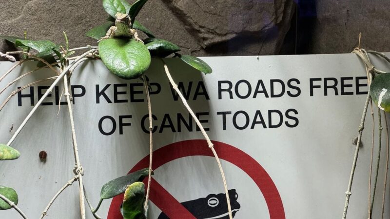 A sign partially covered by green leaves and vines reads Help keep WA roads free of cane toads. The top of the sign features a cartoonish image of a cane toad with a red prohibition circle around it. A small lizard is sitting on one of the large leaves above the sign. The background is a rocky surface.