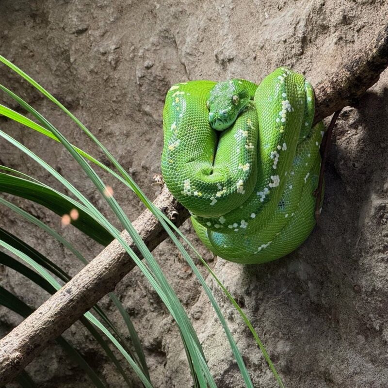 A vibrant green snake with white markings is coiled around a branch. The snake is resting against a textured rock wall, appearing relaxed. To the left, green leaves partially frame the scene, adding a touch of natural habitat to the setting. The lighting highlights the snake’s scales, enhancing its detailed pattern and the vivid contrast between the green and white colors
