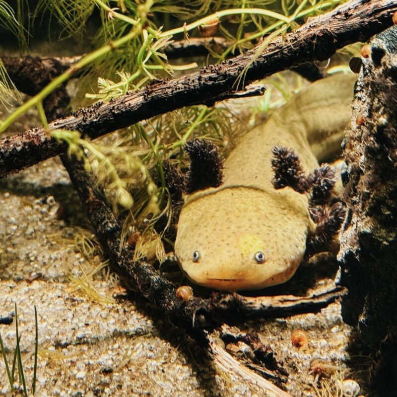 A light brown axolotl is partially hidden among twigs and aquatic plants in a tank. It has small, dark eyes and its distinctive feathery external gills are visible on either side of its head. The surrounding environment includes textured sand, branches, and green vegetation, creating a natural underwater setting.