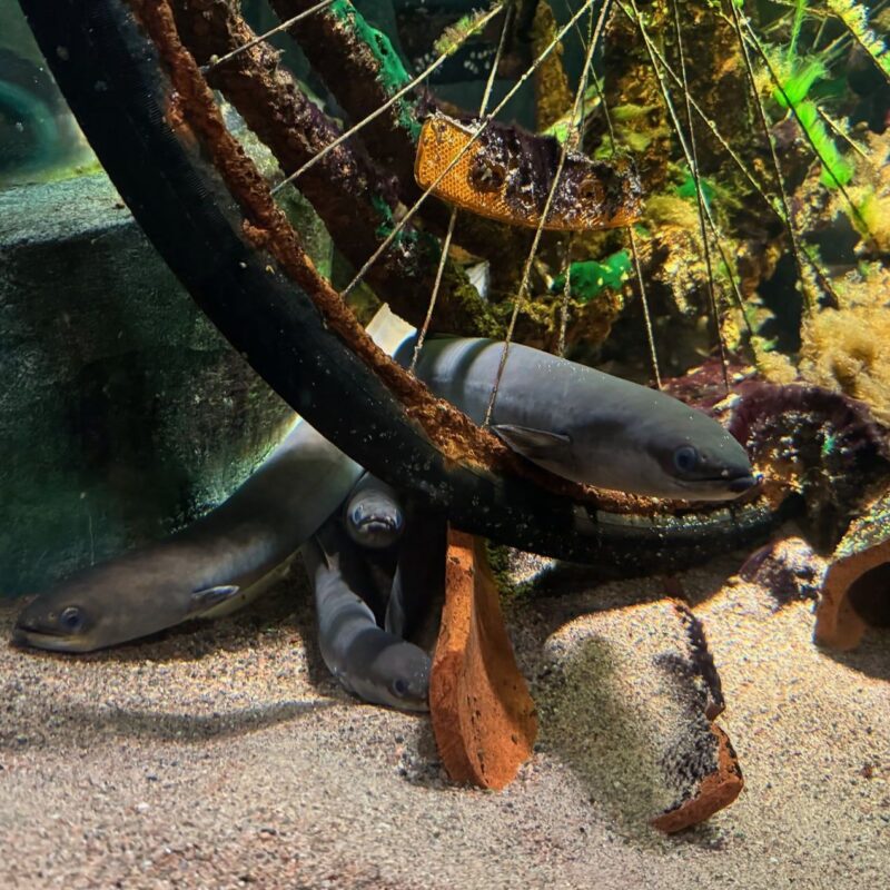 A vibrant underwater scene depicts several eels swimming through the partially buried spokes of a rusty bicycle wheel. The sandy seabed is strewn with debris, including broken bricks and small pieces of coral. Sunlight filters through the water, highlighting the eels' sleek bodies and the textures of the sand and algae-covered remnants. Green aquatic plants in the background