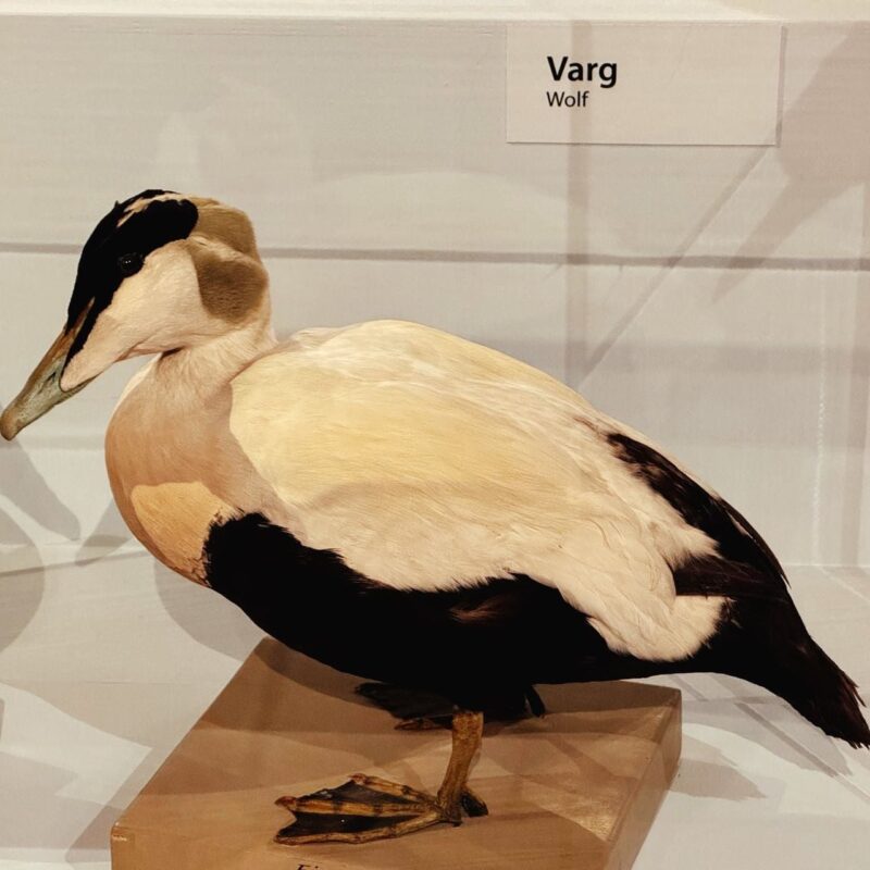 A taxidermy display of a duck with black and white plumage stands on a wooden platform. Above it, a sign humorously mislabels it as Varg - Wolf. The duck faces left, showing off its distinctive dark head markings and smooth feathers. The display is set against a plain background, highlighting the error in labeling.