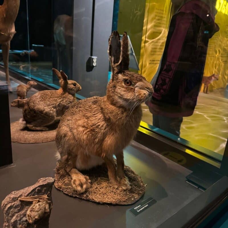 A taxidermy display featuring a European hare with lifelike brown fur and upright ears, positioned in a natural stance on a bed of dried grass. It is placed in a glass case with other similar exhibits in the background, including another rabbit-like animal. The display includes a small sign identifying the hare. A person’s reflection is visible in the