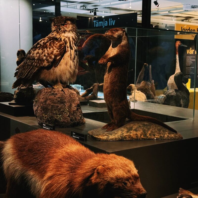 A museum display showcases taxidermy animals, including a large owl perched on a rock, a standing otter in a glass case, and another unidentified small mammal with reddish-brown fur. The background features glass walls and signage in another language, indicating different exhibits with more animals. The lighting highlights the detailed textures of the fur and feathers,