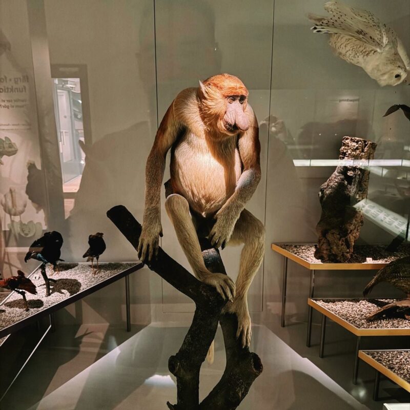 A taxidermy display featuring a proboscis monkey perched on a tree branch inside a glass case. The monkey, with its distinctive large nose and long limbs, is seated upright, gazing slightly to the right. Surrounding the monkey are various other exhibits, including birds positioned on a table with a gravel base to the left, and a