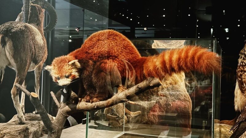 A red panda is seen posed on a branch within a glass display at a museum. Its fur is rich reddish-brown with a bushy tail featuring lighter rings. The panda’s face has distinctive white markings. In the background, another animal with brown fur and curved horns is partially visible on the left, while a bird with speckled feathers is