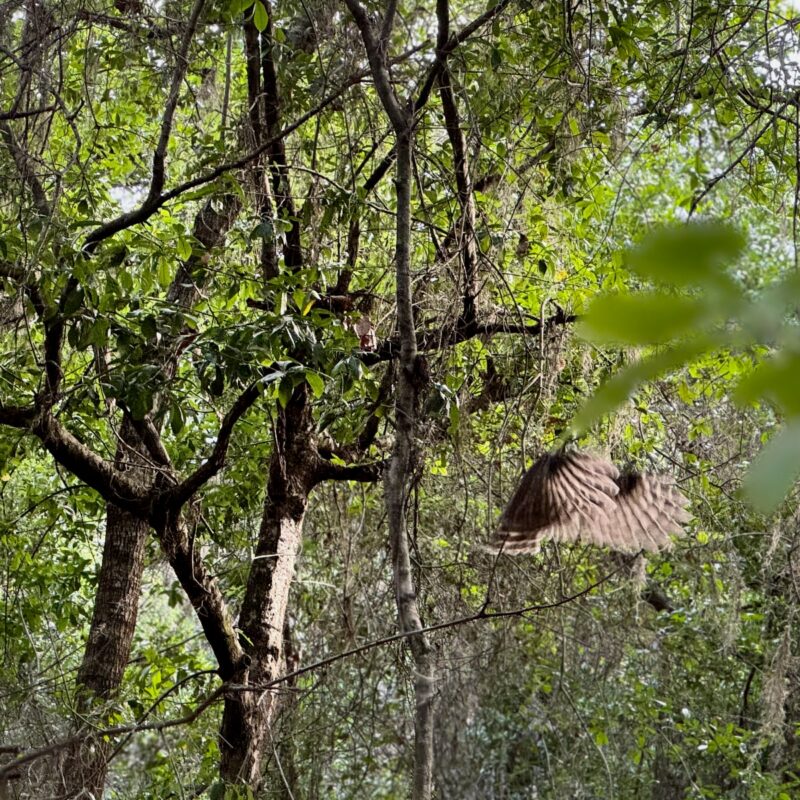 A bird with outstretched wings flits through a dense forest, surrounded by a mix of leafy green trees and hanging moss. The scene captures the bird in mid-flight, highlighting its textured feathers against the lush backdrop. Sunlight filters through the foliage, casting dappled shadows, while branches and leaves create a natural frame for the lively scene. The overall atmosphere is tranquil, showcasing the beauty of wildlife in its natural habitat.