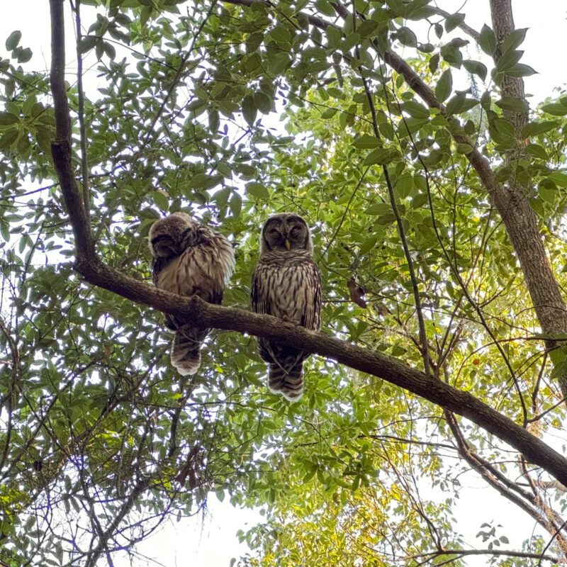 Two owls are perched on a thick branch amidst lush green leaves. One owl, on the left, has its head tucked into its feathers, while the other stands upright, displaying its striking features. Both owls have a mix of brown and white plumage, characterized by intricate patterns. Sunlight filters through the leaves above, casting dappled light on the birds and their surroundings, creating a serene woodland atmosphere. The scene highlights the peaceful coexistence of these majestic birds in their natural habitat.